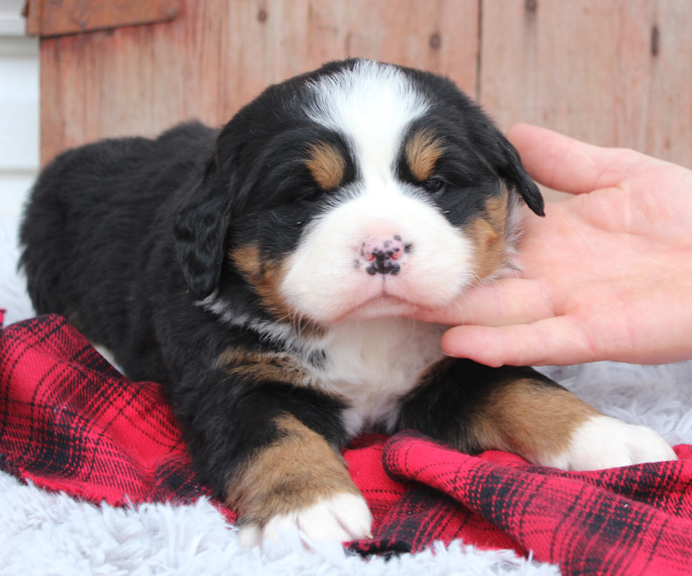 Best AKC Bernese Mountain Dog Puppy Breeder Holly Springs, Mississippi. Blue Diamond Family Pups.